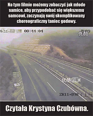 Taniec godowy 