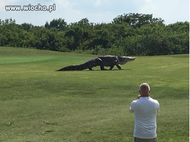 Tymczasem na polu golfowym na Florydzie