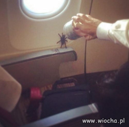 Tymczasem w samolocie. Pasażer na gapę.