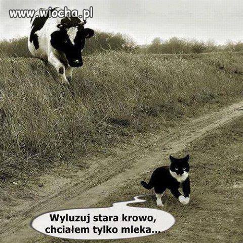 Stara krowa