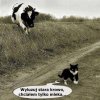 Stara krowa