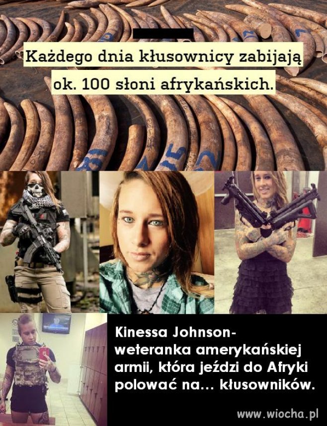 Zabijanie masowo słoni dla ich kłów to paranoja