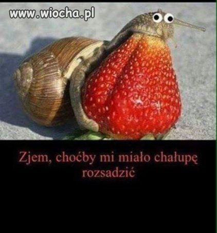 Choćby skały srały