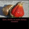 Choćby skały srały