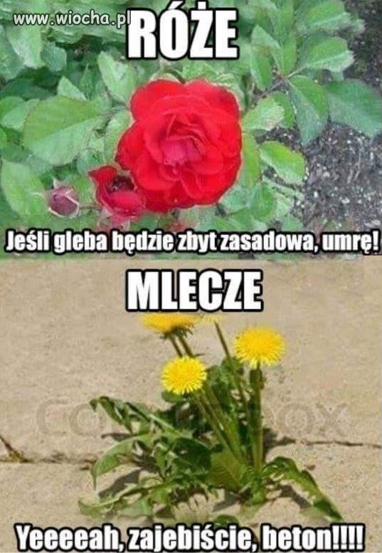 Kwiatek, który nie wybrzydza