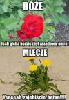 Kwiatek, który nie wybrzydza