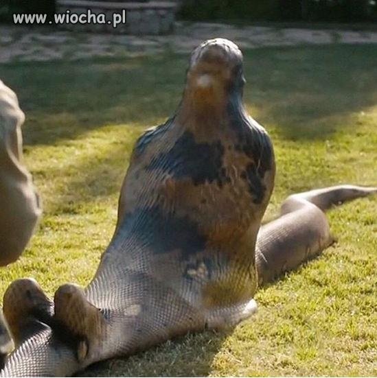 Może jakiś proszek na zaparcia