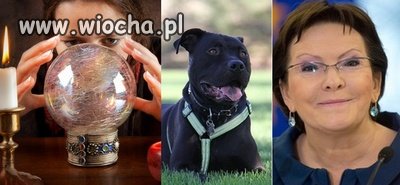 Kopacz wydała na horoskopy dla psów 460 tys