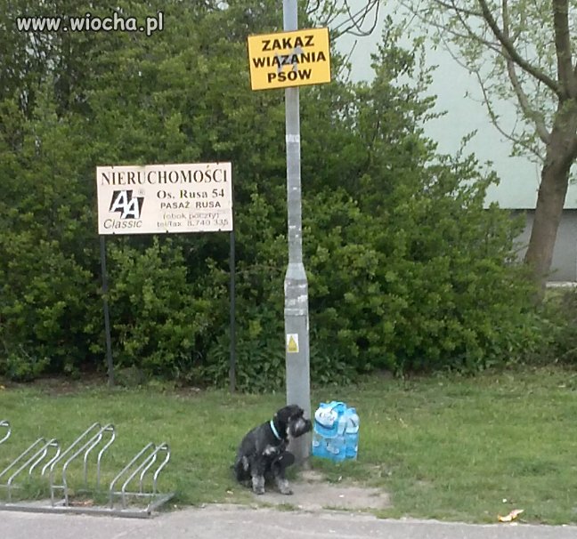 Mój właściciel analfabeta...