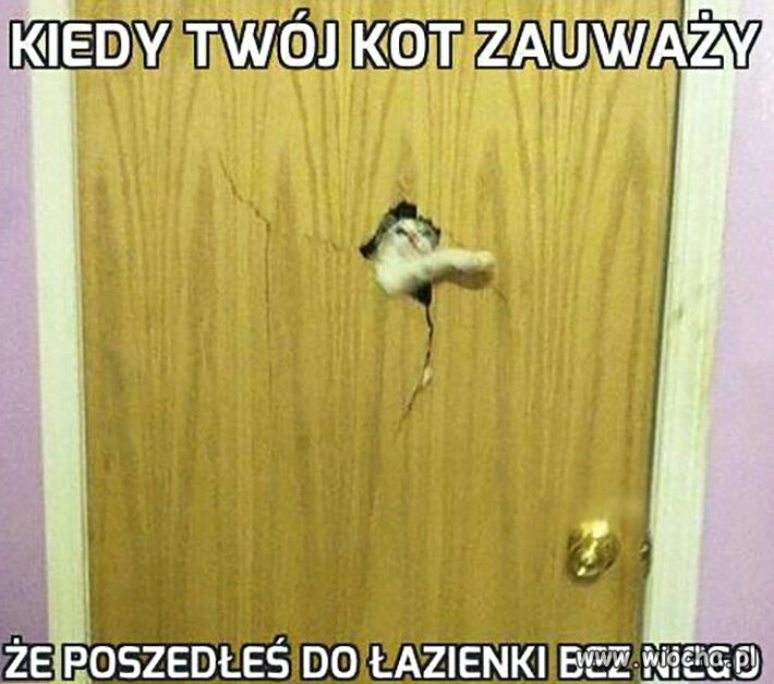 Kiedy Twój kot ...