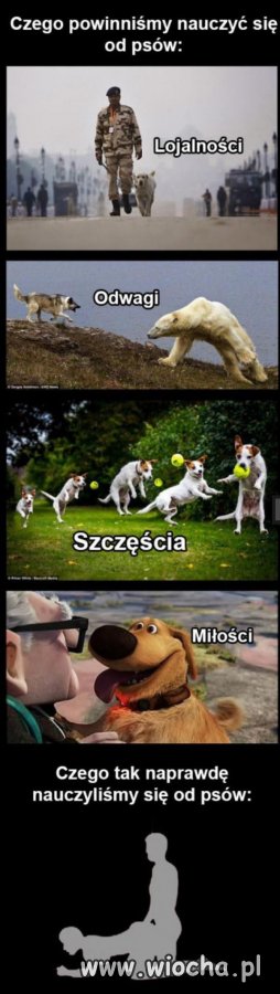 Psy to mądre, wierne i kochane zwierzęta