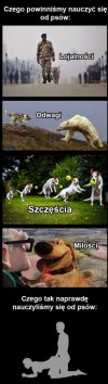 Psy to mądre, wierne i kochane zwierzęta
