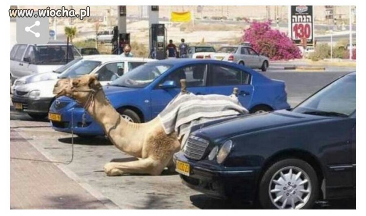 Camel car 