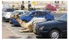 Camel car 