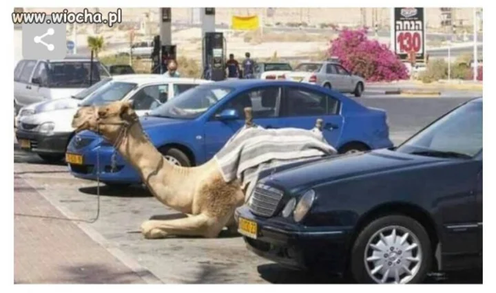 Camel car 