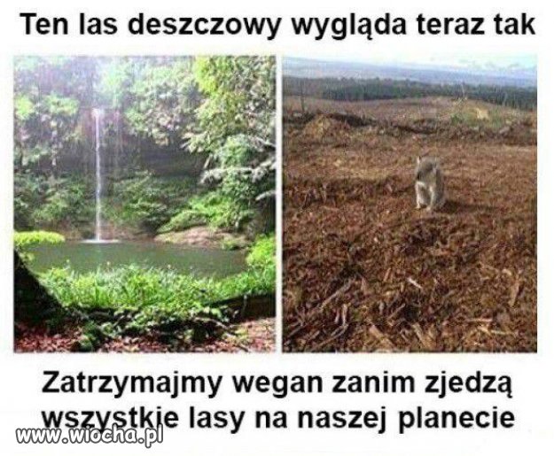 UWAGA! Chrońmy nasze lasy