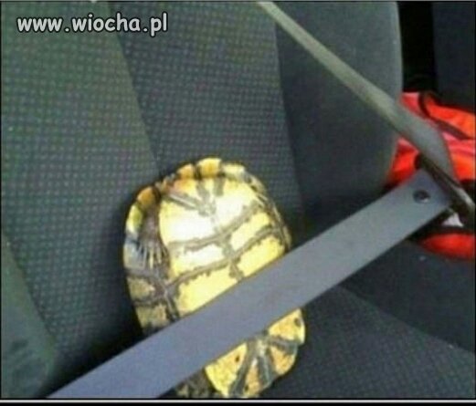 Kiedy laska prowadzi Twoje auto