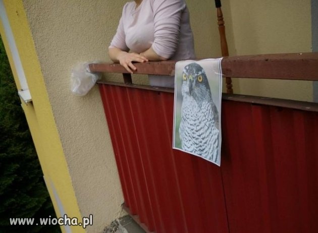 Sposób na gołębie