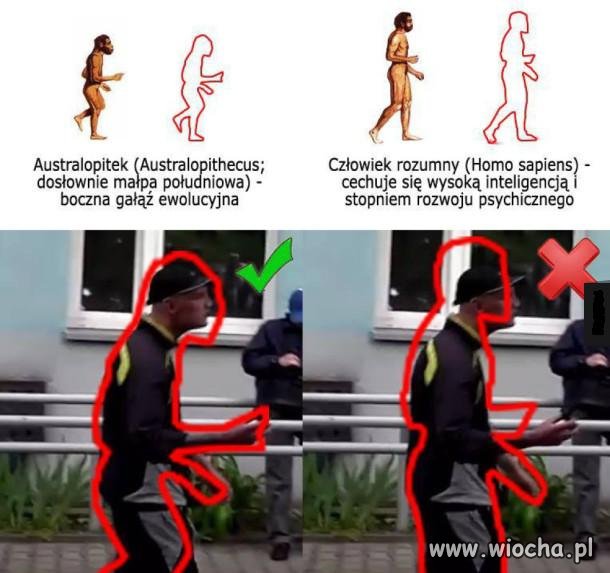 Australopithecus vs. Homo sapiens