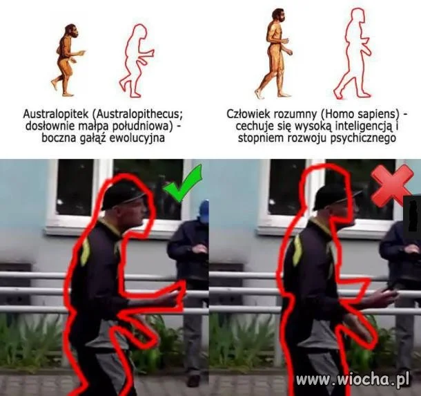 Australopithecus vs. Homo sapiens