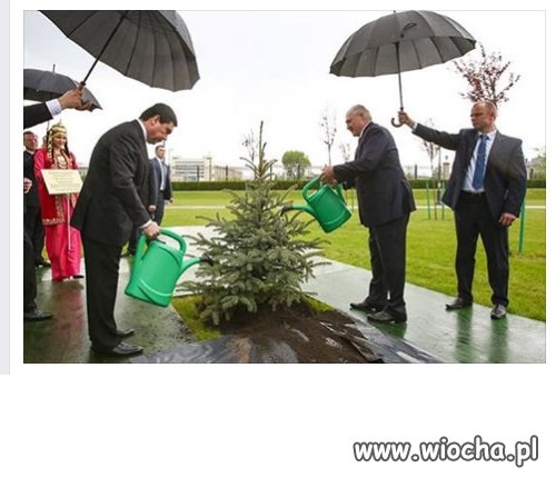 Deszcz pada ale podlać trzeba .