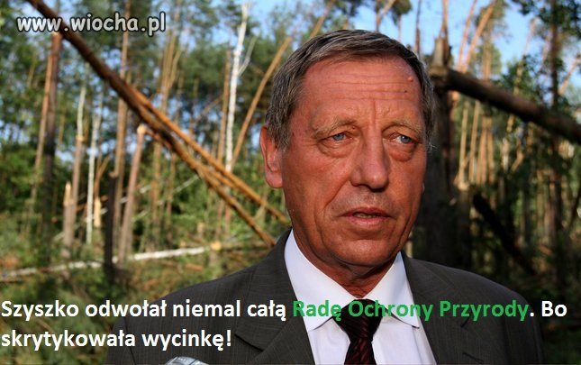 Miś Szyszko w akcji