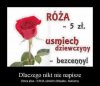 Właśnie kuva dlaczego??