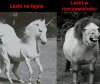 Facebook vs. Reallifebook