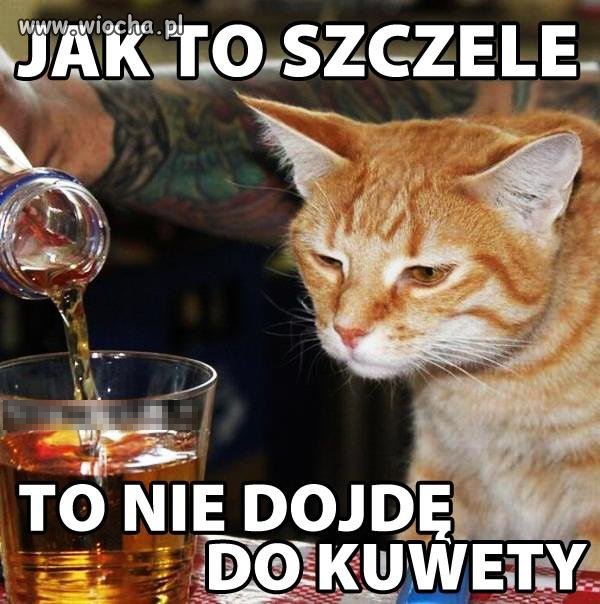 Kot pijak 