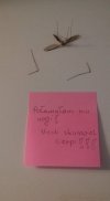 Łowca komarów 
