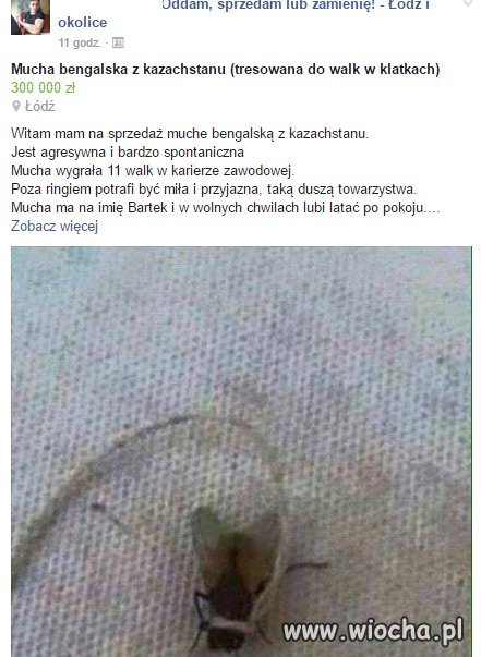 Mucha Bengalska z Kazachstanu