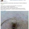 Mucha Bengalska z Kazachstanu