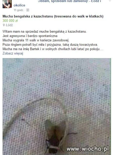 Mucha Bengalska z Kazachstanu