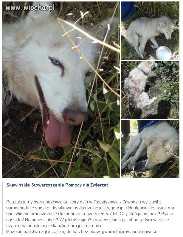 Jakim bydlakiem trzeba być 
