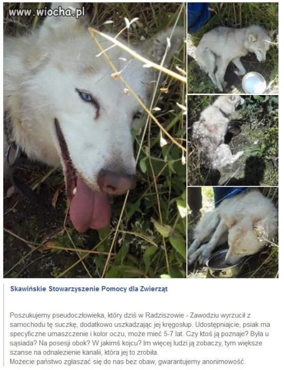 Jakim bydlakiem trzeba być 