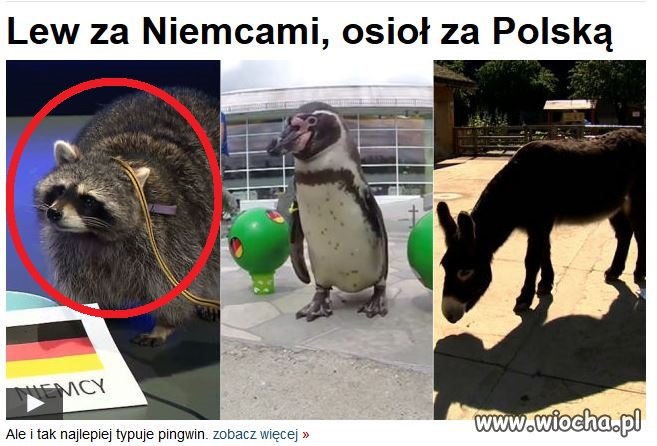 Lew według TVN24.pl