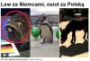 Lew według TVN24.pl