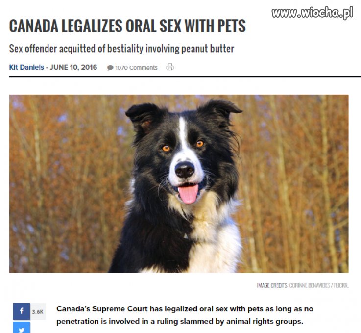 KANADA LEGALIZUJE SEKS ORALNY ZE ZWIERZĘTAMI