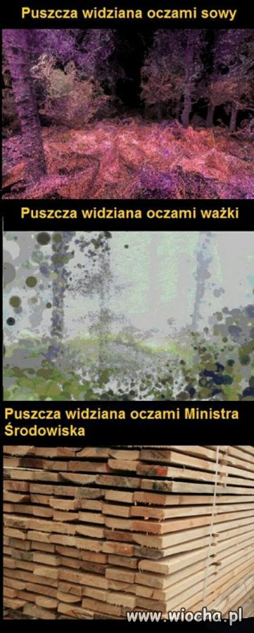 Puszcza widziana oczami :