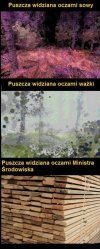 Puszcza widziana oczami :