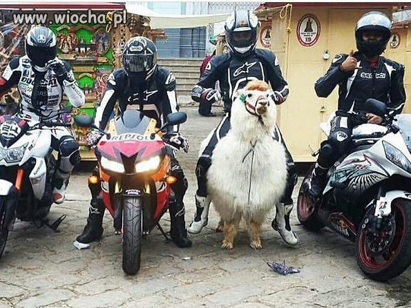 Zagadka. Który to Arab?