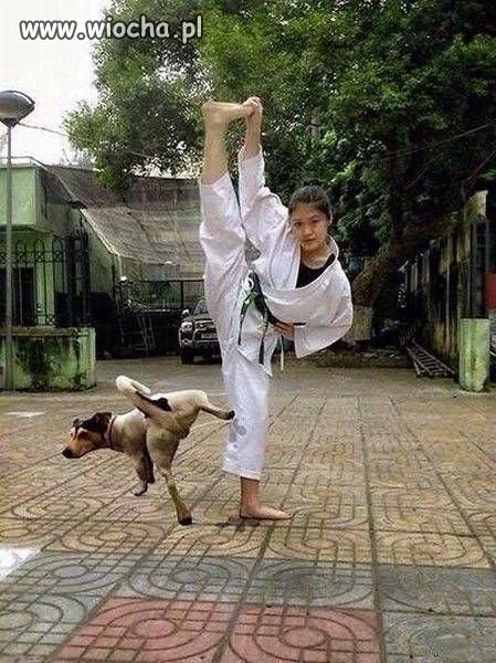 Kung Fu pies