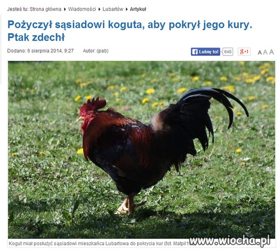 No i zjechali ptaka