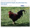 No i zjechali ptaka