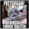 Kot b...