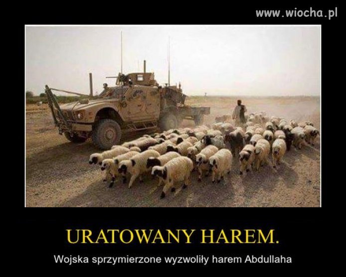 Brawo, nie będzie dziewic na nagrody