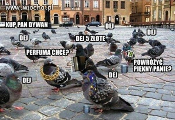 Cygańskie gołębie