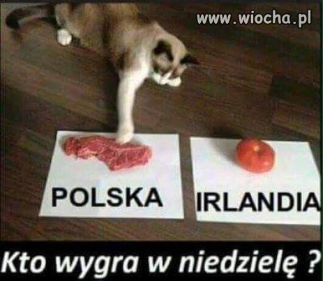 Mój kot