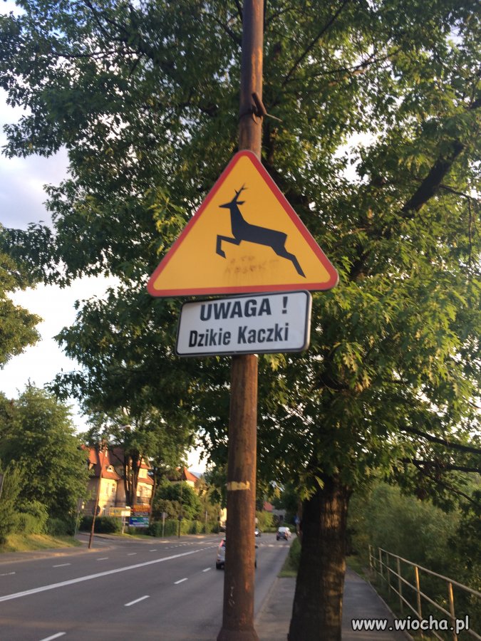 UWAGA DZIKIE KACZKI