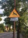 UWAGA DZIKIE KACZKI